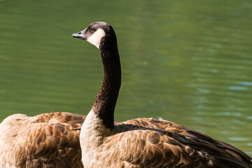 wild animals over the Bow river banks
