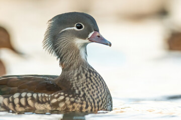 Mandarin duck (Aix galericulata), with the beautiful white coloured water surface. Beautiful duck with colourful feathers from the river in the morning mist. Wildlife scene from nature, Czech Republic