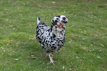 Hoedan chicken in garden