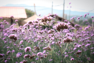 Verbena flower (argentinian vervain or purpletop vervain), beautiful purple flowers blooming in the meadow