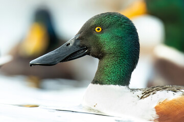Northern shoveler (Spatula clypeata), with the beautiful blue coloured water surface. Beautiful duck with green feathers from the river in the morning mist. Wildlife scene from nature, Czech Republic