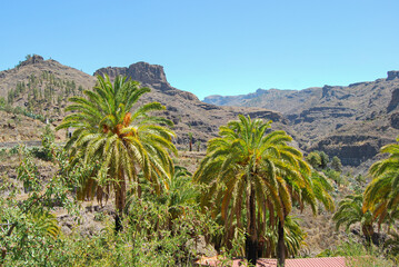 Fototapeta na wymiar GREEN PALM TREE IN CANARY ISLANDS SPAIN
