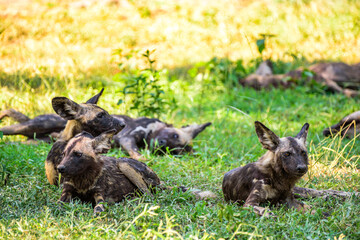 A pack of African WIld Dog resting in a shadows during a hot day in the Kruger NP South Africa.