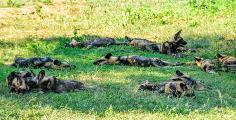 A pack of African WIld Dog resting in a shadows during a hot day in the Kruger NP South Africa.