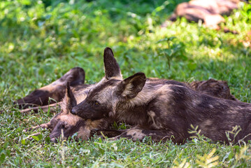 A pack of African WIld Dog resting in a shadows during a hot day in the Kruger NP South Africa.