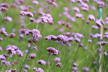 Verbena flower (argentinian vervain or purpletop vervain), beautiful purple flowers blooming in the meadow