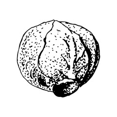 Hand drawn sketch lettuce vegetable. Vector black and white vintage isolated illustration