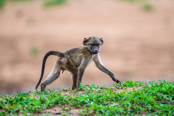 Young baby baboon in Kruger NP South Africa.
