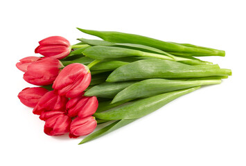 pink tulips isolated on white background