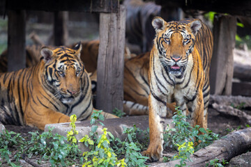 Fototapeta na wymiar A hungry Bengal tiger looks at the photographer.
