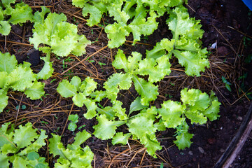 Green  lettuce in farm land.
