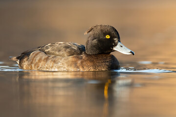 Tufted duck (Aythya fuligula), with the beautiful blue coloured water surface. Beautiful brown duck from the river in the morning mist. Wildlife scene from nature, Czech Republic