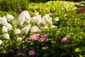 Fototapeta na wymiar hydrangeas varieties at the flower shop outdoor