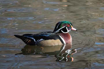 wood duck in a pond