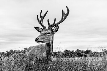 Clouse up of a male deer on the fields of Richmoond near London, UK. Head of a red deer in the wild © PhotoFires