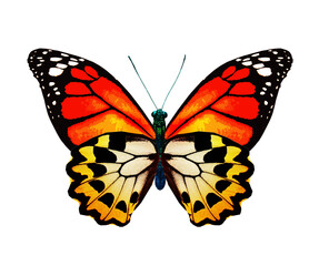 Color monarch butterfly , isolated on the white background