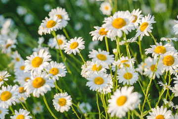 Camomile field