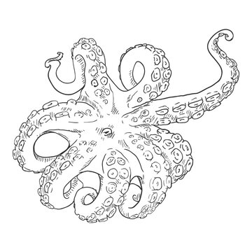 Vector Sketch Octopus . Cephalopod Illustration.