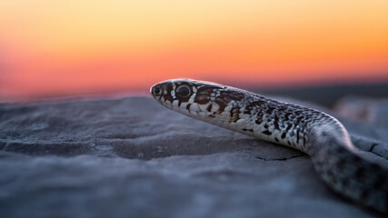 Balkan whip snake (Hierophis gemonensis or Coluber gemonensis), with beautiful pink coloured...