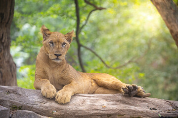 A beautiful female lion lying on a rock under the tree with sunlight.
