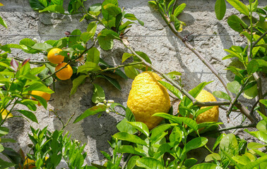 In nature, trees of two different varieties of lemons grow side by side: the fruits of two ripe...