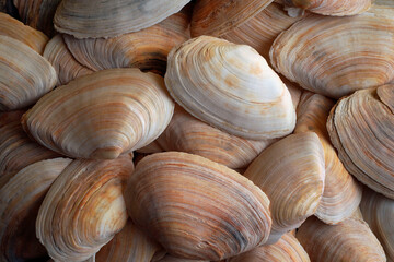 Seashells as summer background. Summer mood. Sea, ocean, vacation, rest concept.