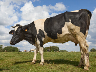 Black white milk cow in the field