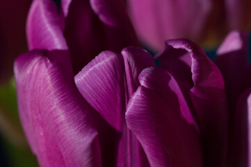 Tulipan fioletowy bukiet