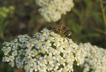 White yarrow flowers in the meadow, insect on yarrow flowers, closeup