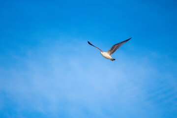 Seagull in Flight