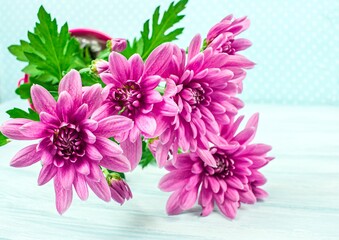 Bouquet of Chrysanthemums Isolated , pink chrysanthemum flower
