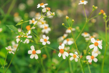 Flowers daisies in summer spring meadow on background   Summer natural idyllic pastoral landscape