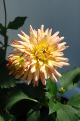 Small-flowered decorative dahlia of the 'Gallery Pablo' variety in the garden. 'Gallery Pablo' is a compact plant with double flowers with salmon-pink outer petals and yellow inner petals