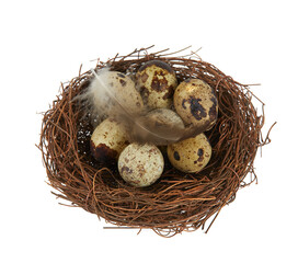Obraz premium quail eggs in a nest isolated on white backrgound