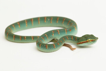 Wagler's pit viper (Tropidolaemus wagleri)  isolated on white background
