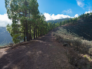 Fototapeta premium Hiking path at nature reserve Caldera de Los Marteles, volcanic crater with green forest canarian pine tree and blue sky with red ground. Canary island Gran Canaria, Spain