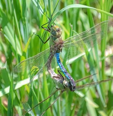 dragonflies mating in a marsh in wisconsin