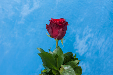 Fototapeta na wymiar A beautiful red rose bloom with green leaves on blue blurred background. Gift and love concept