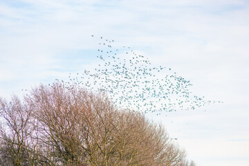 Fototapeta na wymiar Birds above the Trees