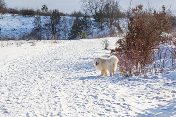 Samoyed - Samoyed beautiful breed Siberian white dog. A four-year-old dog stands in the snow on a plain and has his tongue out. In the background are the hills.