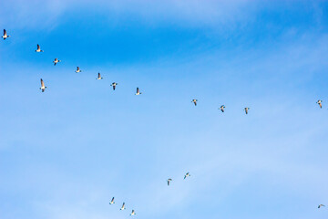 Geese in Flight