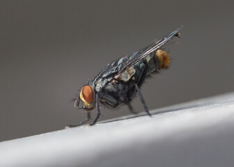 Macro of housefly cleaning up its hind legs