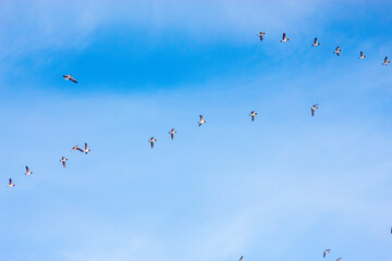 Geese in Flight