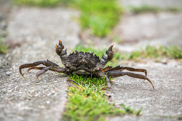 Crab in attack position