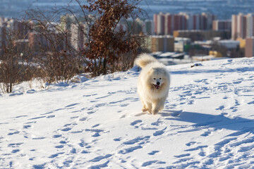 Samoyed - Samoyed beautiful breed Siberian white dog. The dog runs along a snowy road and has his tongue out. The city can be seen in the background.