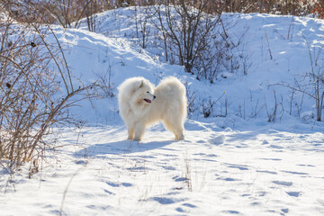 Samoyed - Samoyed beautiful breed Siberian white dog. The dog stands on a snowy path by the bushes and has his tongue out.