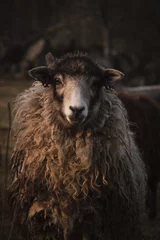 Foto auf Acrylglas Closeup portrait of a cute brown sheep on a farm staring at the camera © Aron Åkesson/Wirestock
