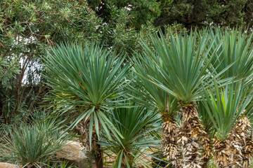 beautiful, green, natural, large palm trees and plants in the subtropics on a good day