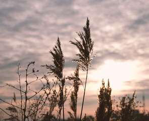 Obraz premium Golden reeds sway in the wind against sunset sky. Abstract natural background. Pattern with neutral colors. Minimal, stylish, trend concept. Golden sedge grass, dry reed, reed layer, reed seeds.