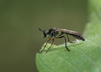 Carnivorous Robber Fly waiting to catch in flight a passing by insect
